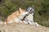 AKITA INU 070